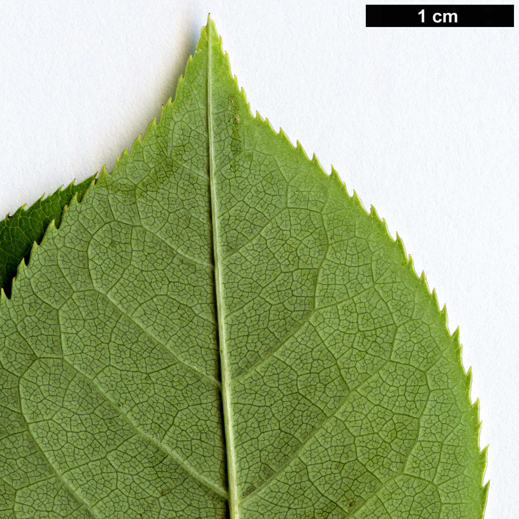 High resolution image: Family: Rosaceae - Genus: Prunus - Taxon: virginiana - SpeciesSub: var. melanocarpa
